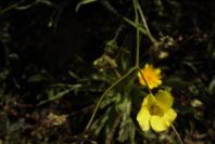 2003-04-17-024-Linum-yellow-Flax