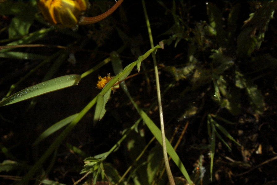 2003-04-17-025-flax-yellow-leaves