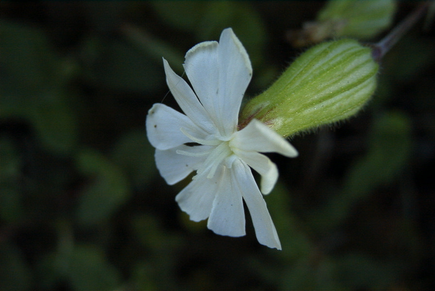 2003-04-17-044-Campion-bladder-white