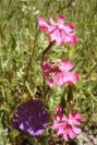 2003-04-17-045-Campion-red