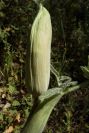 2003-04-17-049-Umbelifer