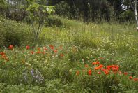 2003-04-18-004-Poppy-field