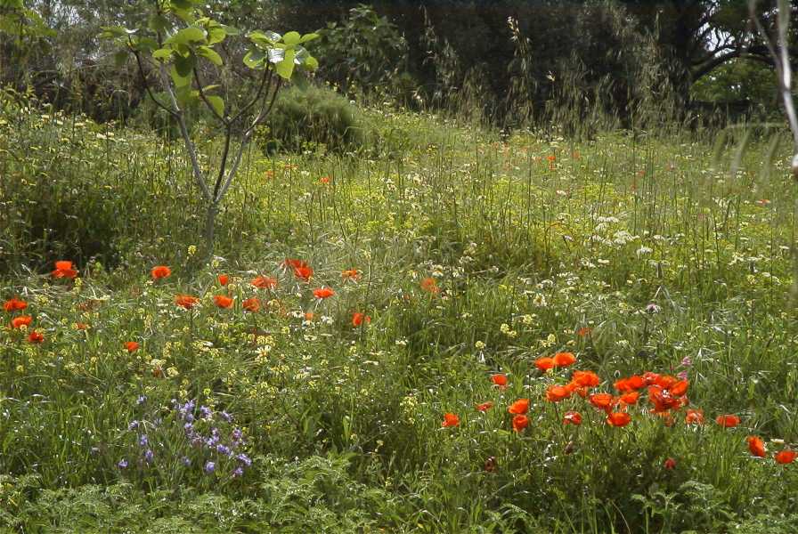 2003-04-18-004-Poppy-field