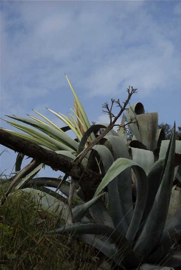 2003-04-18-005-Agave-americana