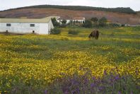 2003-04-18-007-Horse-in-a-meadow
