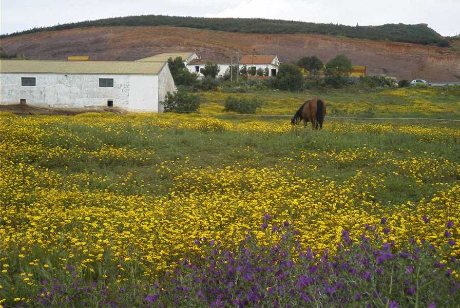 2003-04-18-007-Horse-in-a-meadow