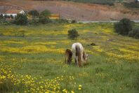 2003-04-18-008-Horse-and-foal