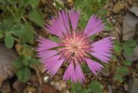 2003-04-18-009-Thistle