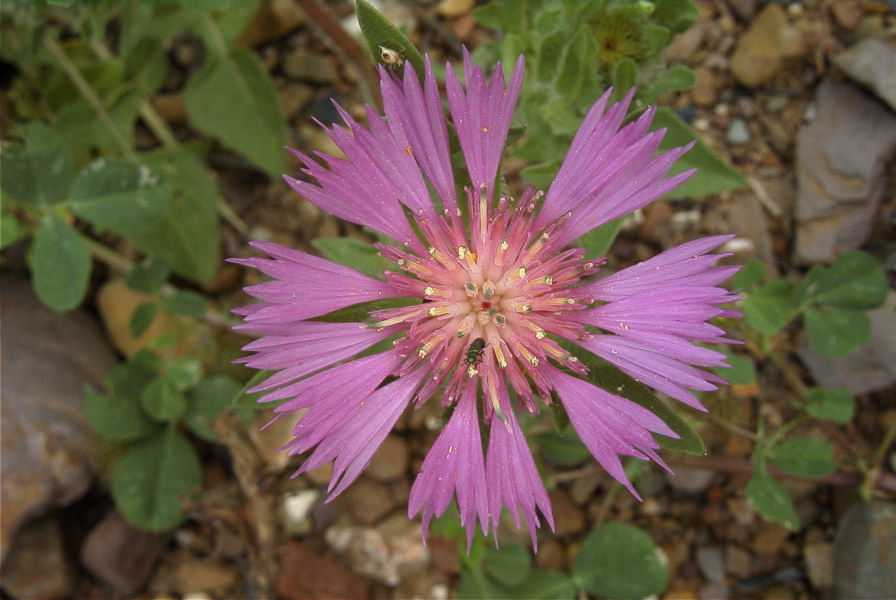2003-04-18-009-Thistle