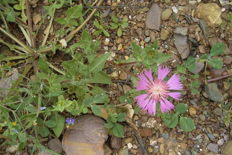 2003-04-18-010-Thistle