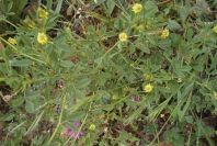 2003-04-18-011-Unknown