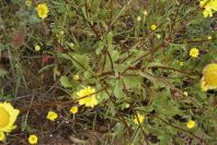2003-04-18-013-Daisy-yellow