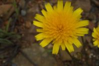 2003-04-18-014-Daisy-yellow