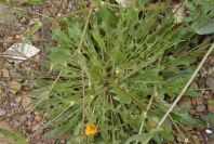 2003-04-18-015-Daisy-yellow