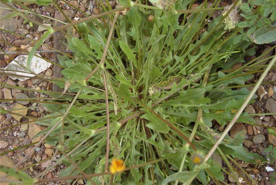 2003-04-18-015-Daisy-yellow