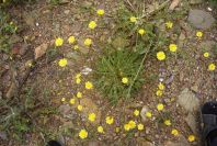 2003-04-18-016-Daisy-yellow