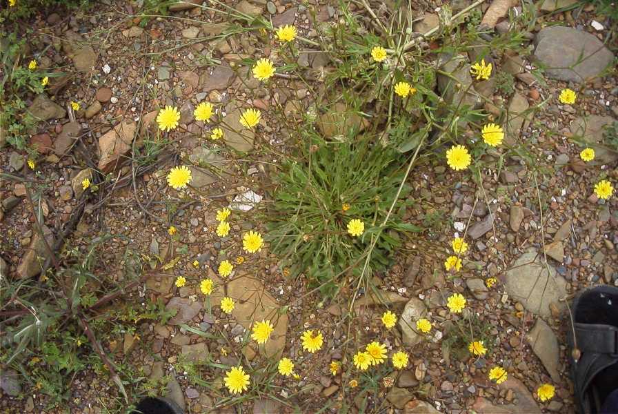 2003-04-18-016-Daisy-yellow