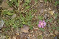 2003-04-18-017-Thistle