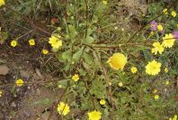 2003-04-18-018-Daisy-yellow