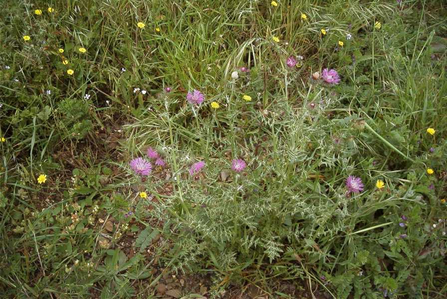 2003-04-18-019-Thistle