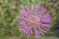 2003-04-18-020-Thistle