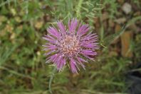 2003-04-18-021-Thistle