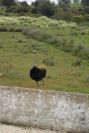 2003-04-18-022-Ostrich