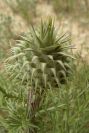 2003-04-18-026-Thistle