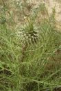 2003-04-18-027-Thistle