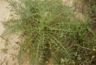 2003-04-18-028-Thistle