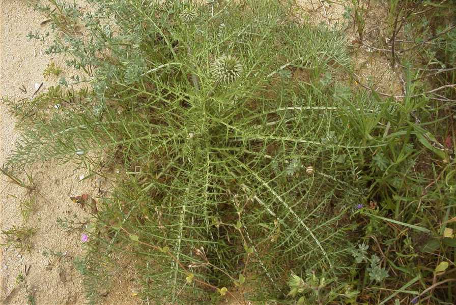 2003-04-18-028-Thistle