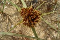 2003-04-18-029-Grass