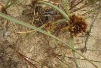 2003-04-18-030-Grass