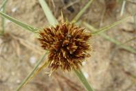 2003-04-18-031-Grass