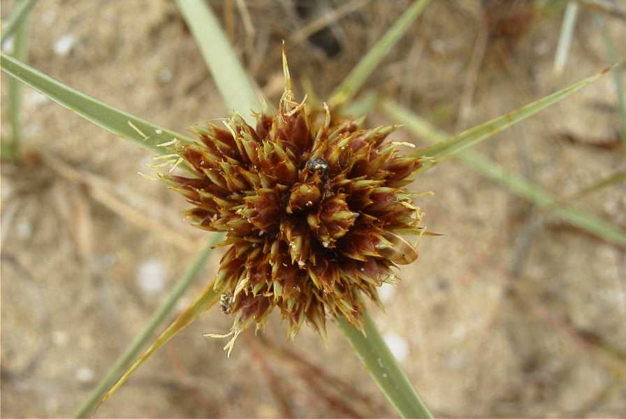 2003-04-18-031-Grass
