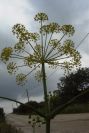 2003-04-18-032-Umbeliferal