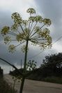 2003-04-18-033-Umbeliferal