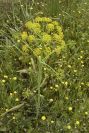 2003-04-18-034-Umbeliferal