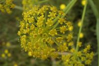 2003-04-18-035-Umbeliferal