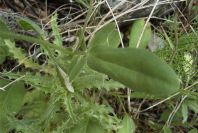 2003-04-18-038-Star-clover-leaf