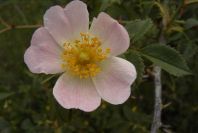 2003-04-18-041-Dog-rose