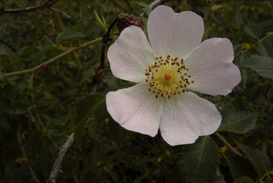 2003-04-18-042-Dog-rose