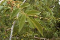 2003-04-18-043-Dog-rose-leaves