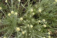 2003-04-18-045-Unknown