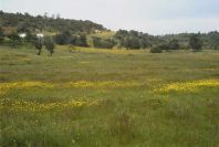 2003-04-18-049-Meadow