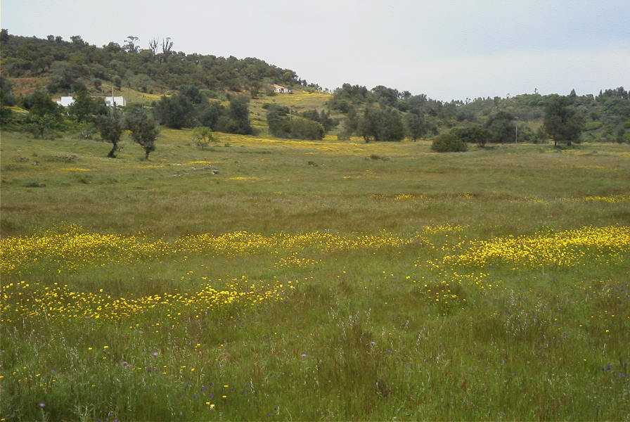 2003-04-18-049-Meadow