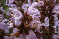 2003-04-18-050-Salvia
