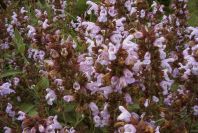 2003-04-18-051-Salvia