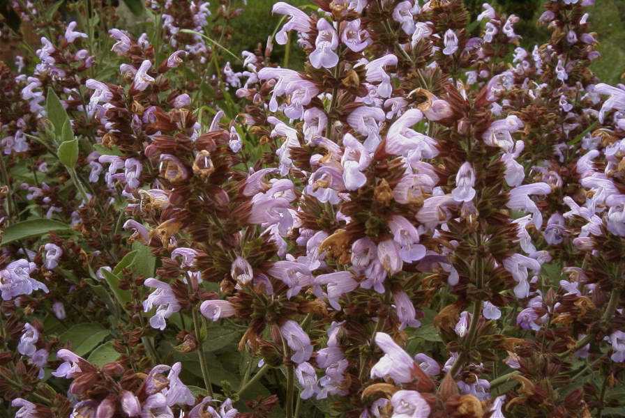 2003-04-18-051-Salvia