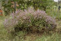 2003-04-18-052-Salvia